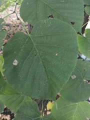 Tilia moltkei