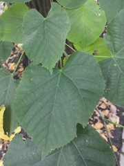 Tilia moltkei