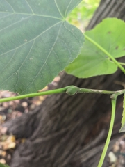 Tilia moltkei