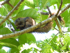 Heliosciurus mutabilis