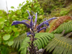 Lobelia hypoleuca