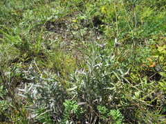 Leontopodium leontopodioides