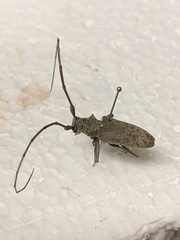 Acalolepta rusticatrix