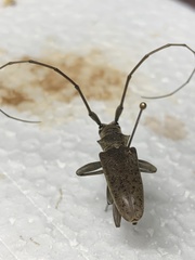 Acalolepta rusticatrix