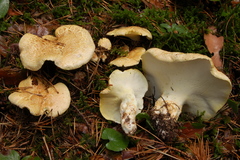 Albatrellus subrubescens