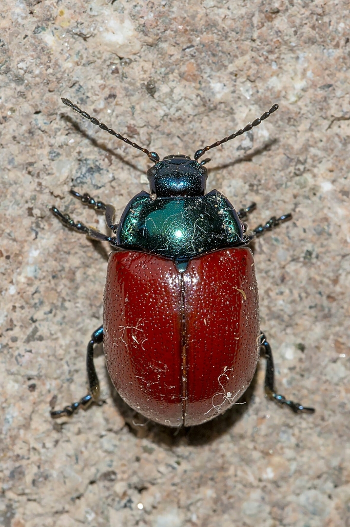 Melasomoptera