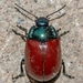 Melasomoptera - Photo (c) unbol, some rights reserved (CC BY-NC)