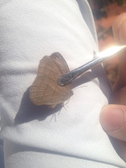 Nhambikuara cerradensis