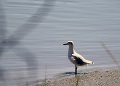 Chroicocephalus maculipennis