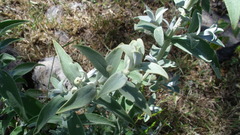 Buddleja perfoliata