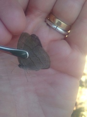 Nhambikuara cerradensis