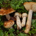 Russula Subsect. Foetentinae - Photo (c) Marco Floriani, some rights reserved (CC BY-NC), uploaded by Marco Floriani