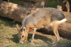 Patagonian Mara photo 2