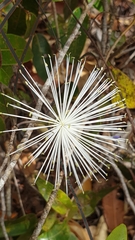 Thilachium africanum