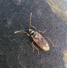 Eremocoris fenestratus