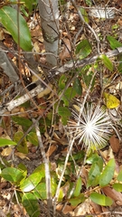 Thilachium africanum