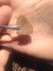 Yphthimoides patricia