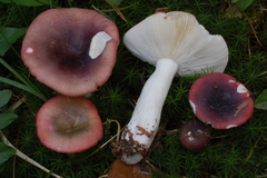 Russula atrorubens