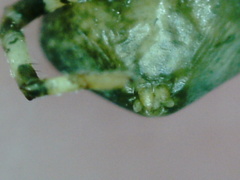 Thomisidae