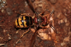 Vespa crabro