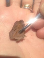 Yphthimoides patricia