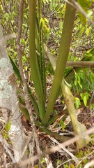 Aloe occidentalis
