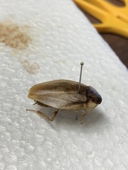 Pseudophoraspis nebulosa