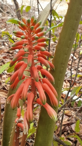 Aloe occidentalis