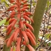 Aloe occidentalis - Photo (c) David Rabehevitra, some rights reserved (CC BY-NC), uploaded by David Rabehevitra