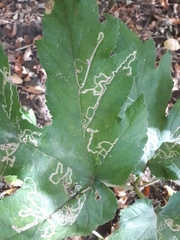 Phytomyza spondylii group