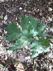 Phytomyza spondylii group