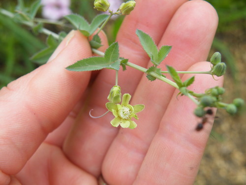 Threelobe Miniature Granadilla (Basananthe triloba)