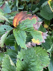 Diplocarpon fragariae