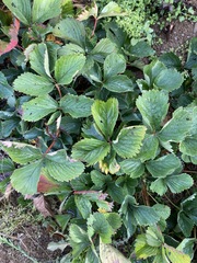 Diplocarpon fragariae