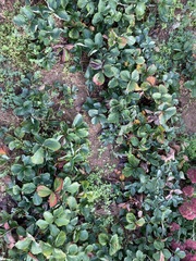 Diplocarpon fragariae