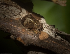 Cotylana angustifrons