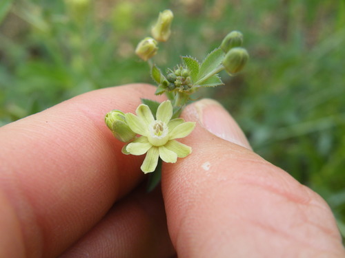 Image of Basananthe triloba by (c) Antoinette Eyssell Knox, some rights reserved (CC BY-SA)