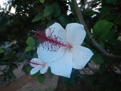 Hibiscus waimeae