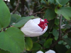 Hibiscus waimeae