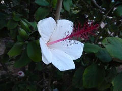 Hibiscus waimeae