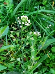 Capsella bursa-pastoris