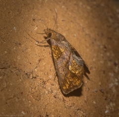 Plusiodonta arctipennis