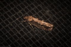 Erythrobapta haemalea