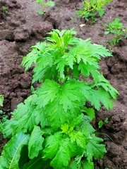 Artemisia vulgaris