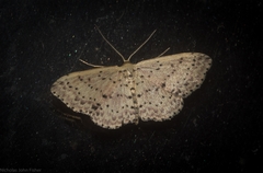 Idaea punctatissima