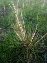 Stipa capillata