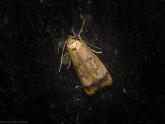 Aeolothapsa acrocosma