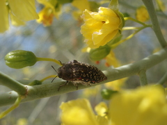 Acmaeodera griffithi