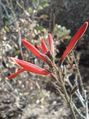 Justicia californica
