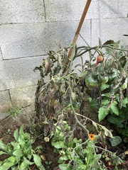 Phytophthora infestans